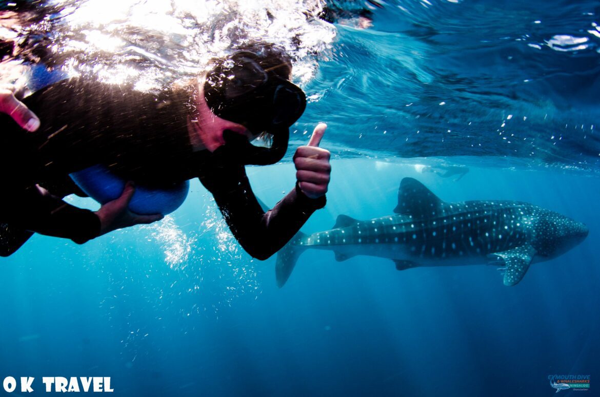 Me and whaleshark